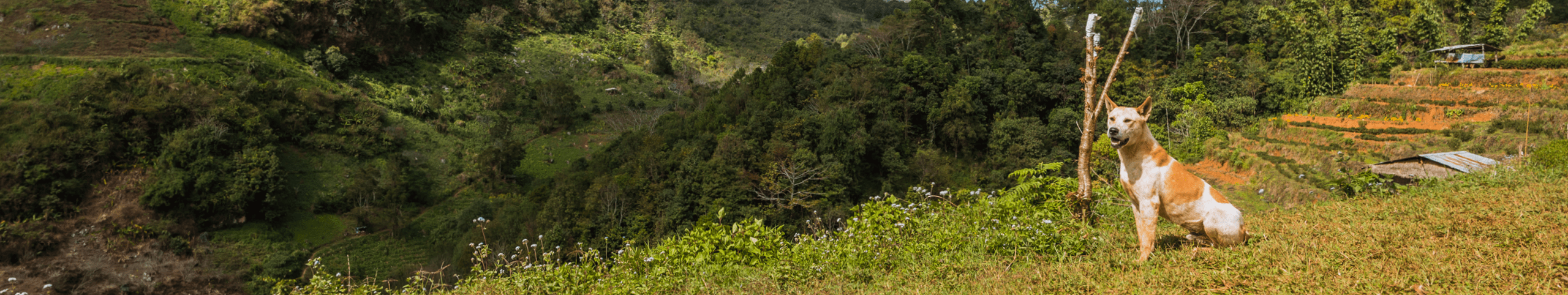 Banner Strandhuisje met hond